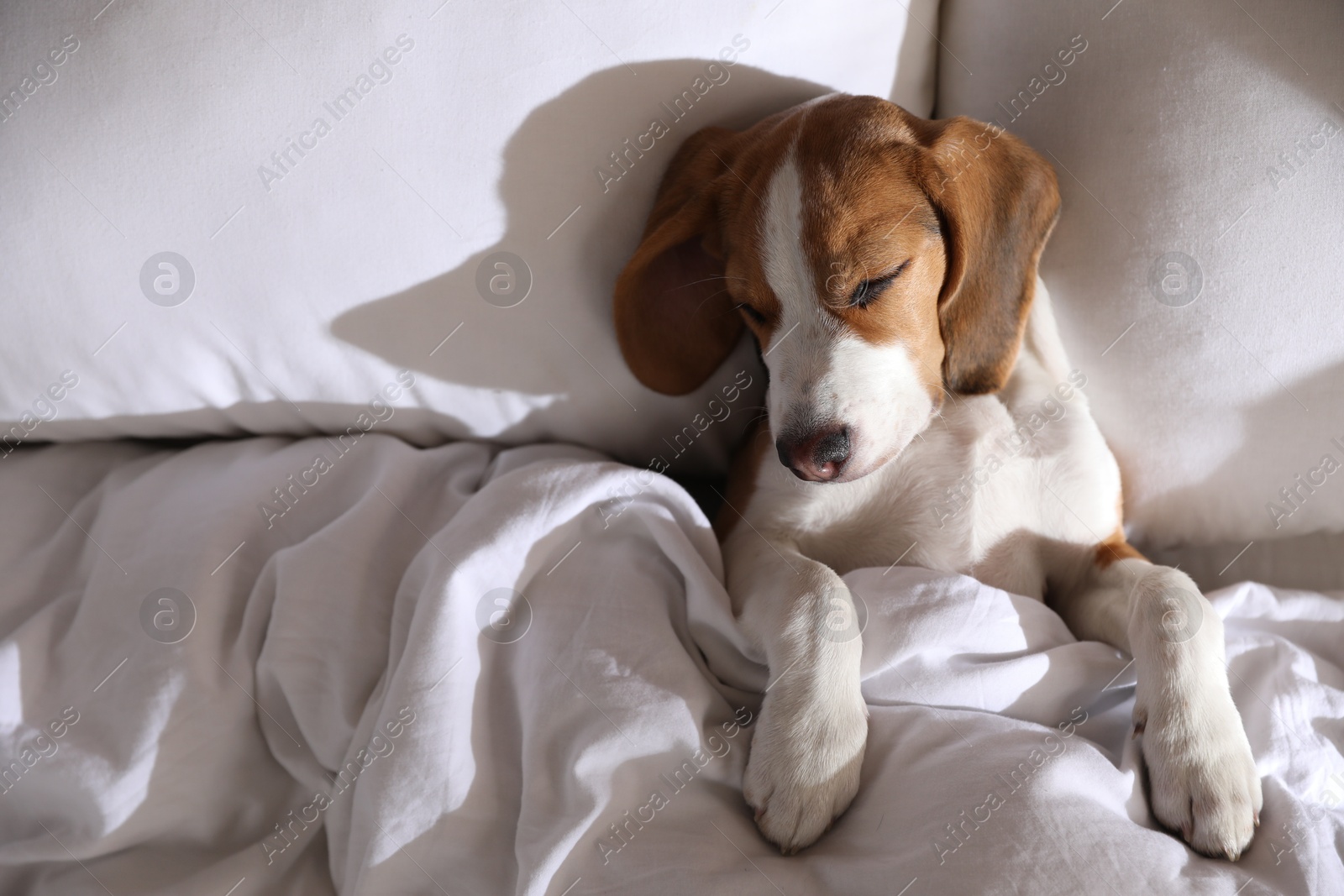 Photo of Cute Beagle puppy sleeping in bed, top view. Adorable pet