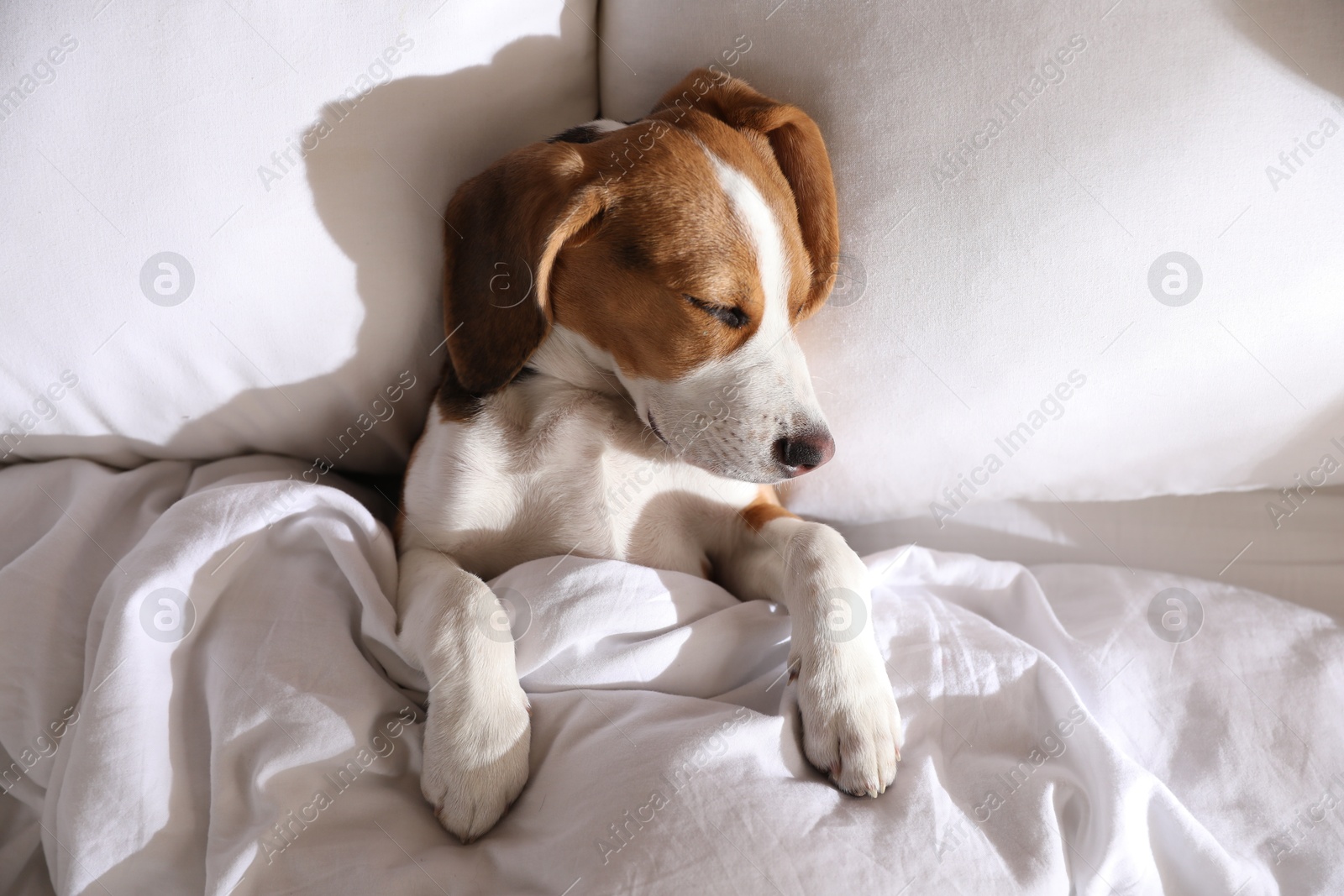 Photo of Cute Beagle puppy sleeping in bed, top view. Adorable pet