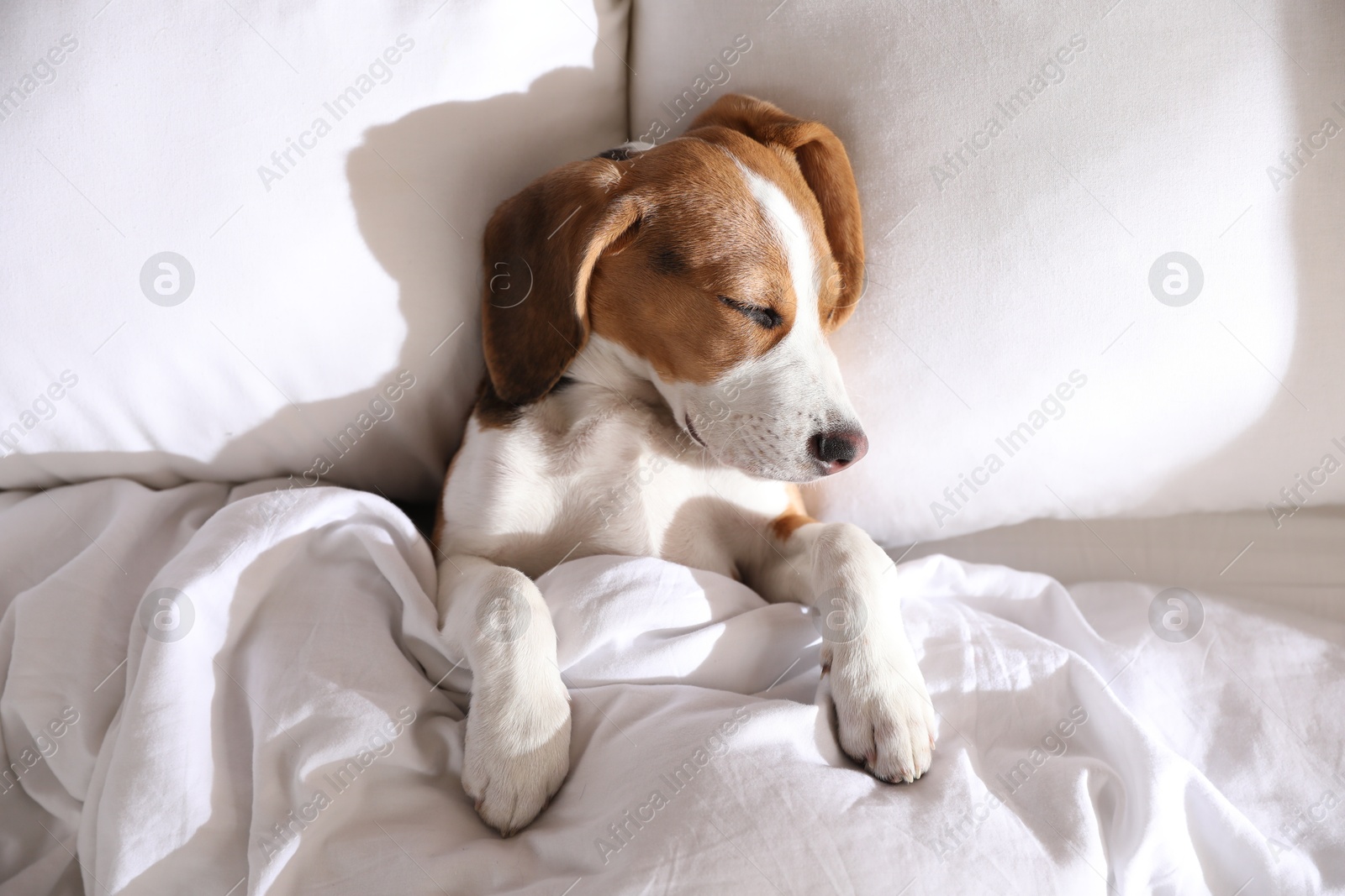 Photo of Cute Beagle puppy sleeping in bed, top view. Adorable pet