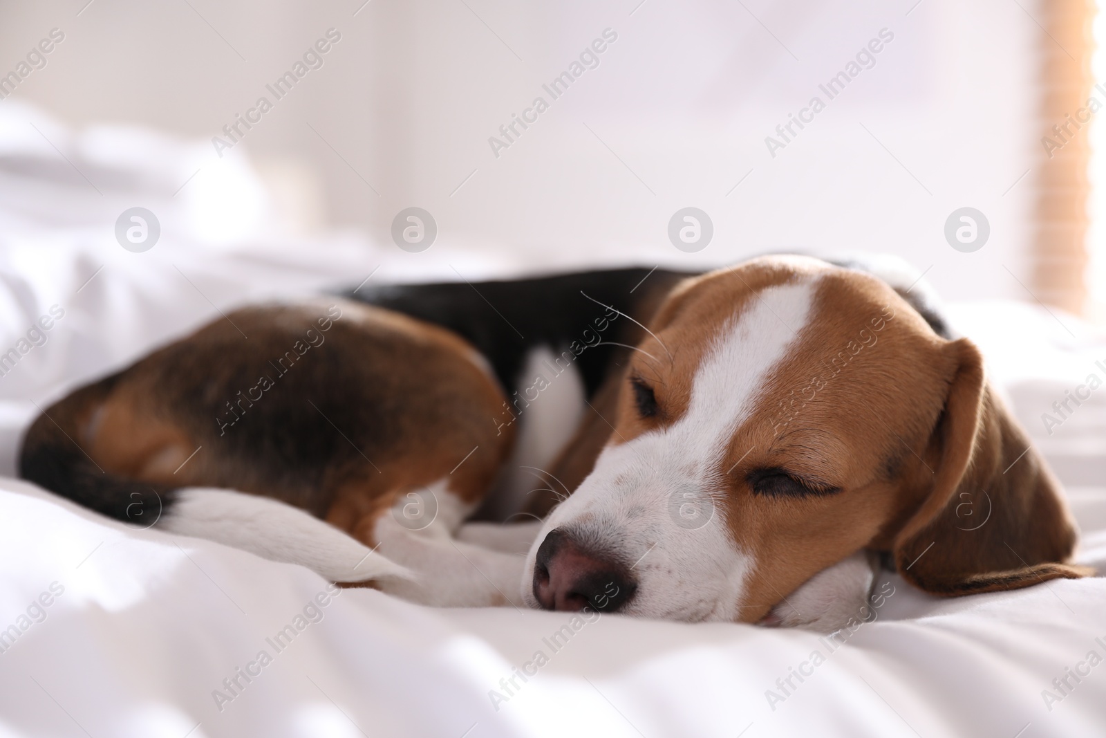 Photo of Cute Beagle puppy sleeping on bed. Adorable pet