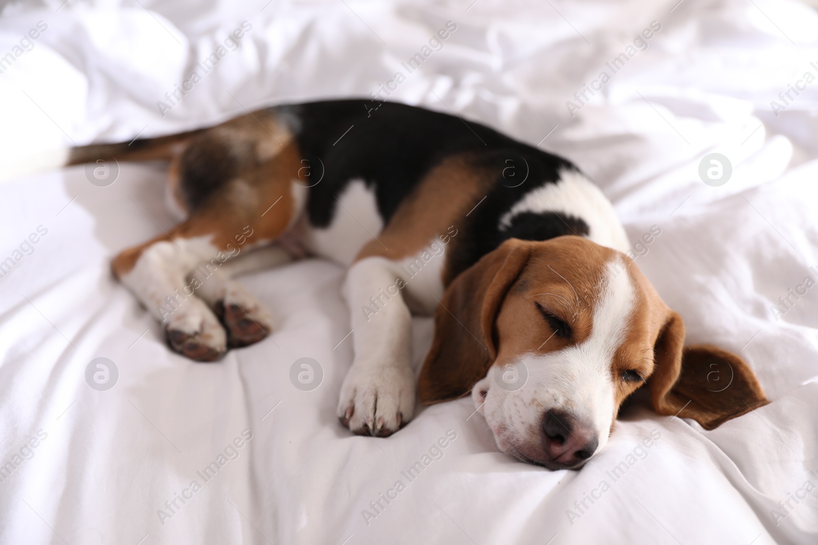 Photo of Cute Beagle puppy sleeping on bed. Adorable pet