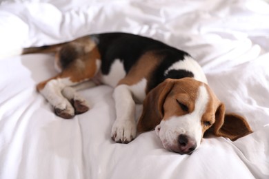 Cute Beagle puppy sleeping on bed. Adorable pet