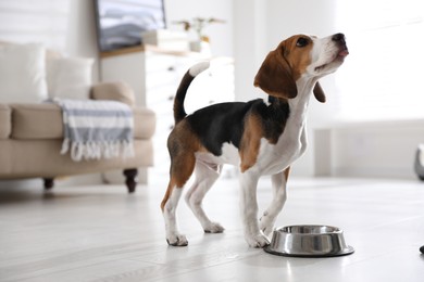 Photo of Cute Beagle puppy near feeding bowl at home. Adorable pet