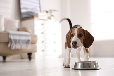 Photo of Cute Beagle puppy near feeding bowl at home. Adorable pet