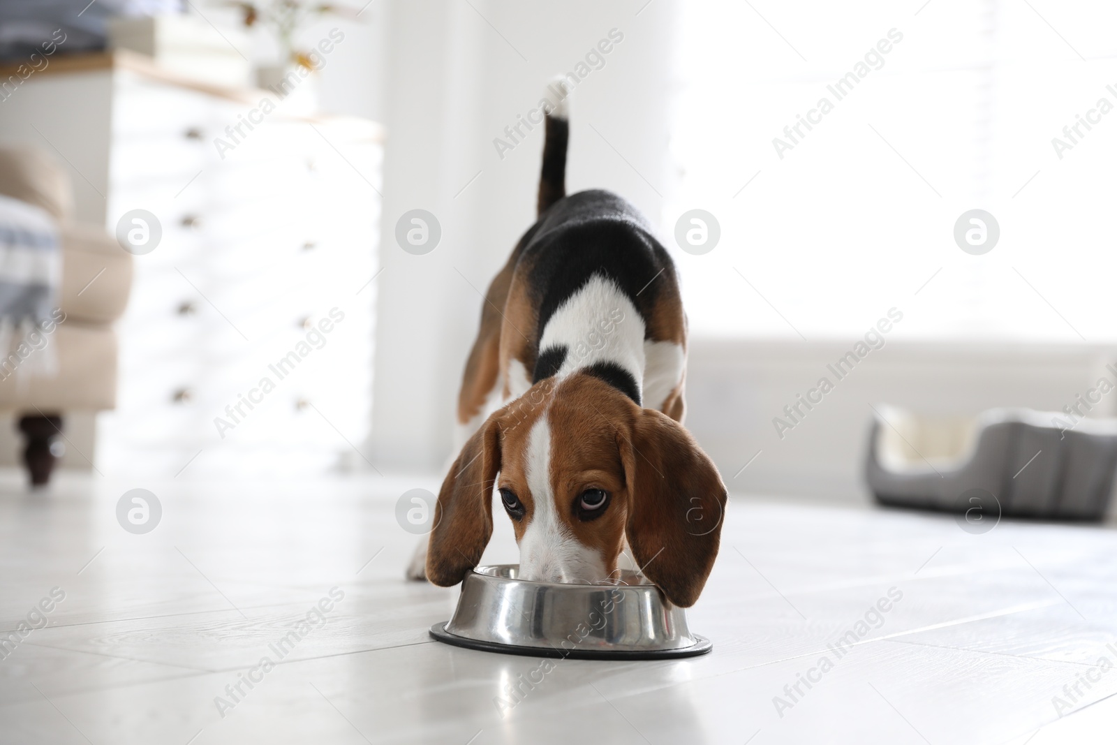 Photo of Cute Beagle puppy eating at home. Adorable pet