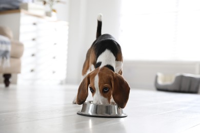 Photo of Cute Beagle puppy eating at home. Adorable pet
