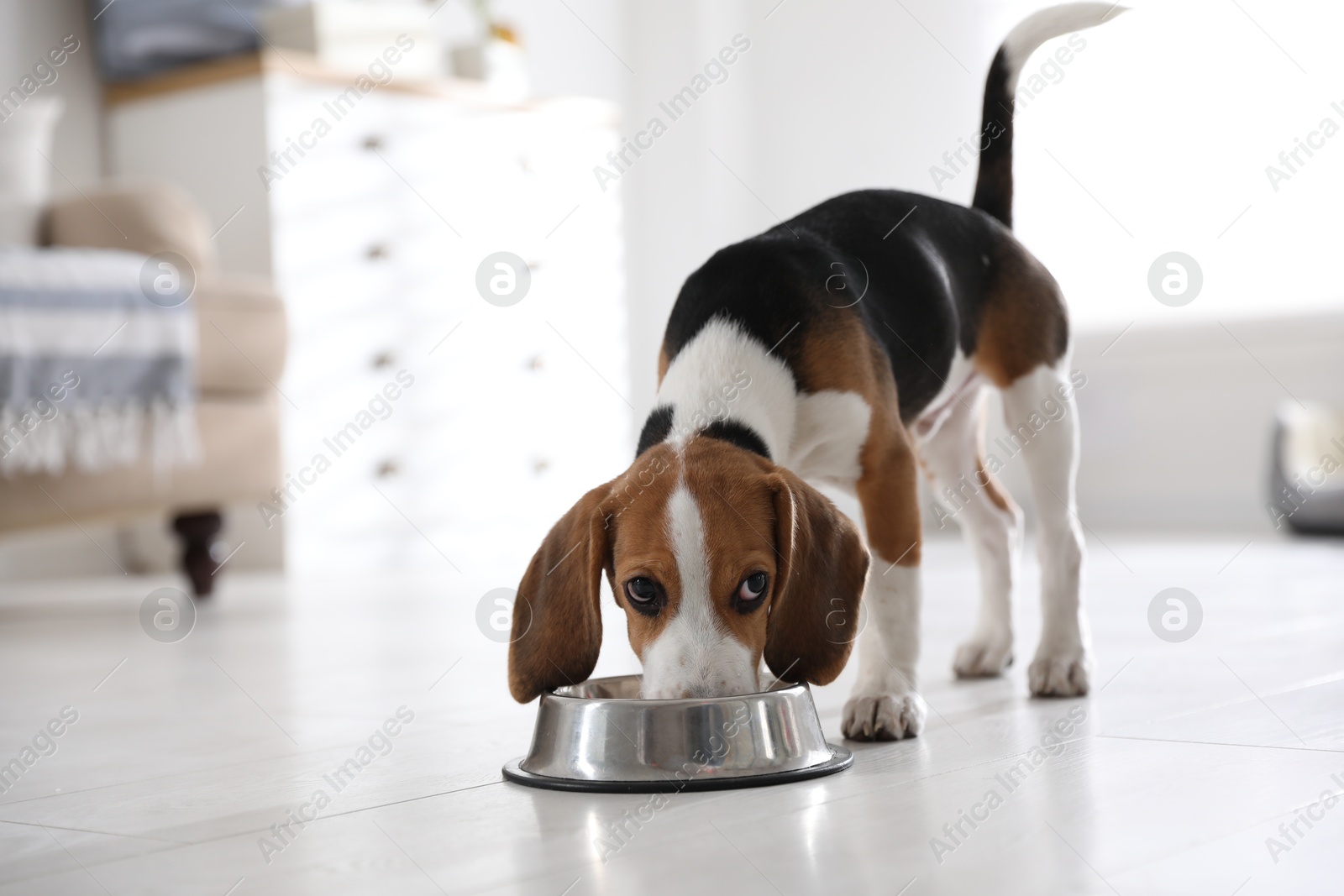 Photo of Cute Beagle puppy eating at home. Adorable pet