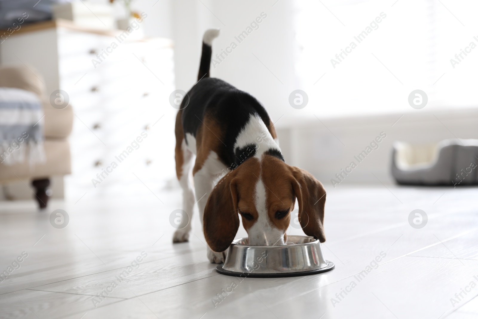 Photo of Cute Beagle puppy eating at home. Adorable pet