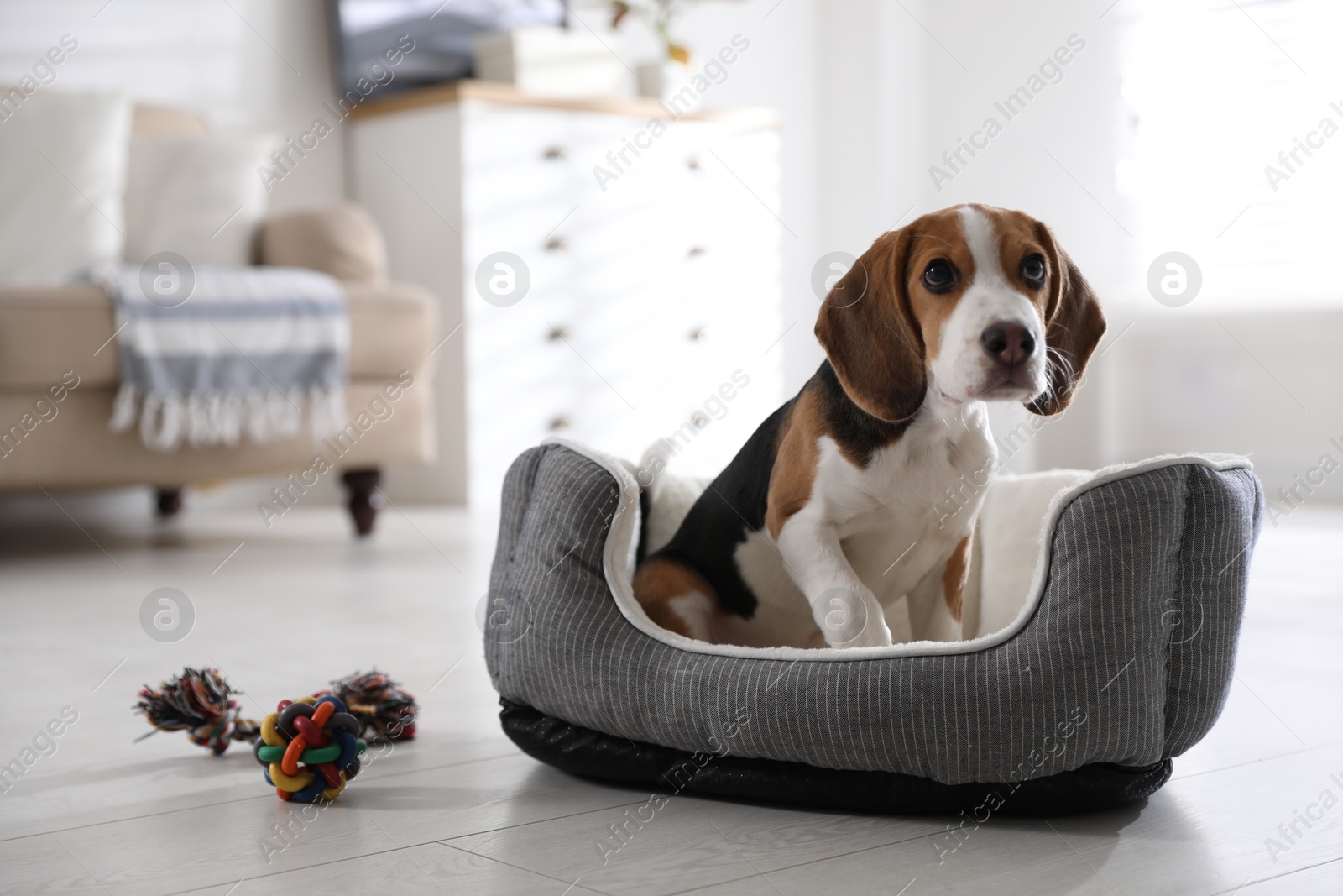 Photo of Cute Beagle puppy in dog bed at home. Adorable pet