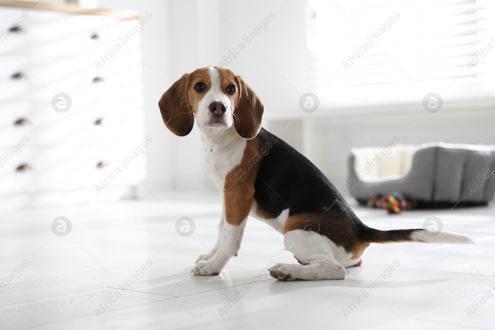 Photo of Cute Beagle puppy at home. Adorable pet