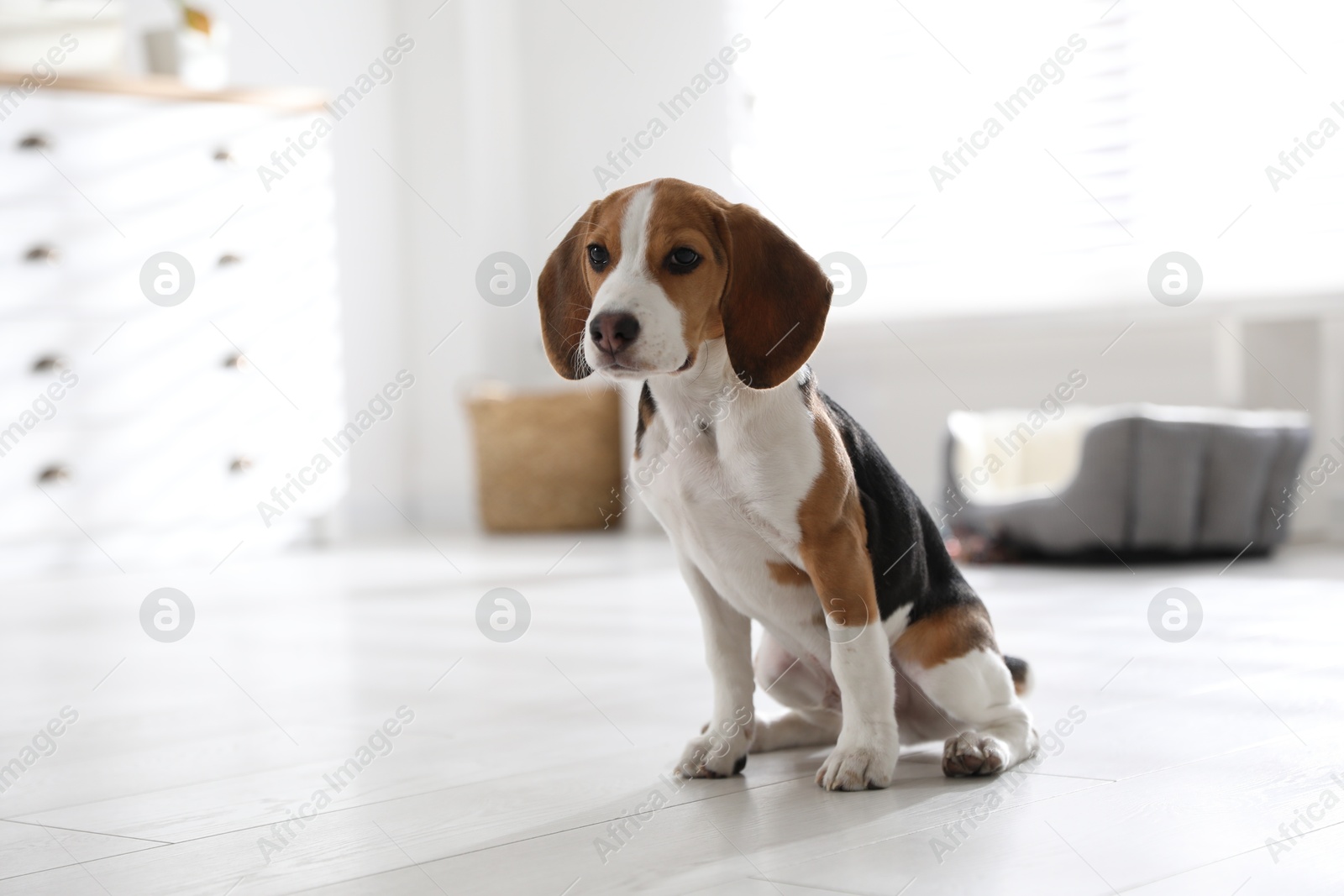 Photo of Cute Beagle puppy at home. Adorable pet