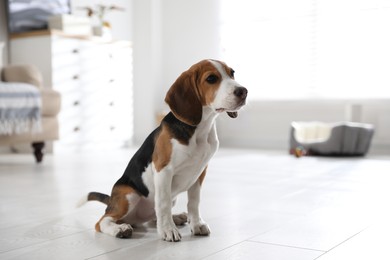 Photo of Cute Beagle puppy at home. Adorable pet