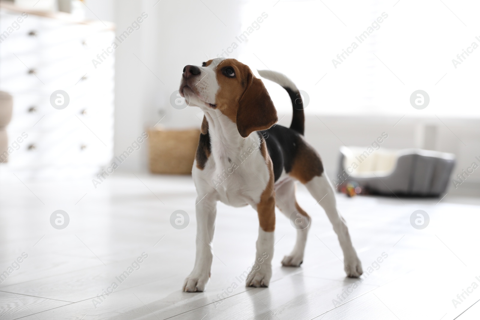 Photo of Cute Beagle puppy at home. Adorable pet