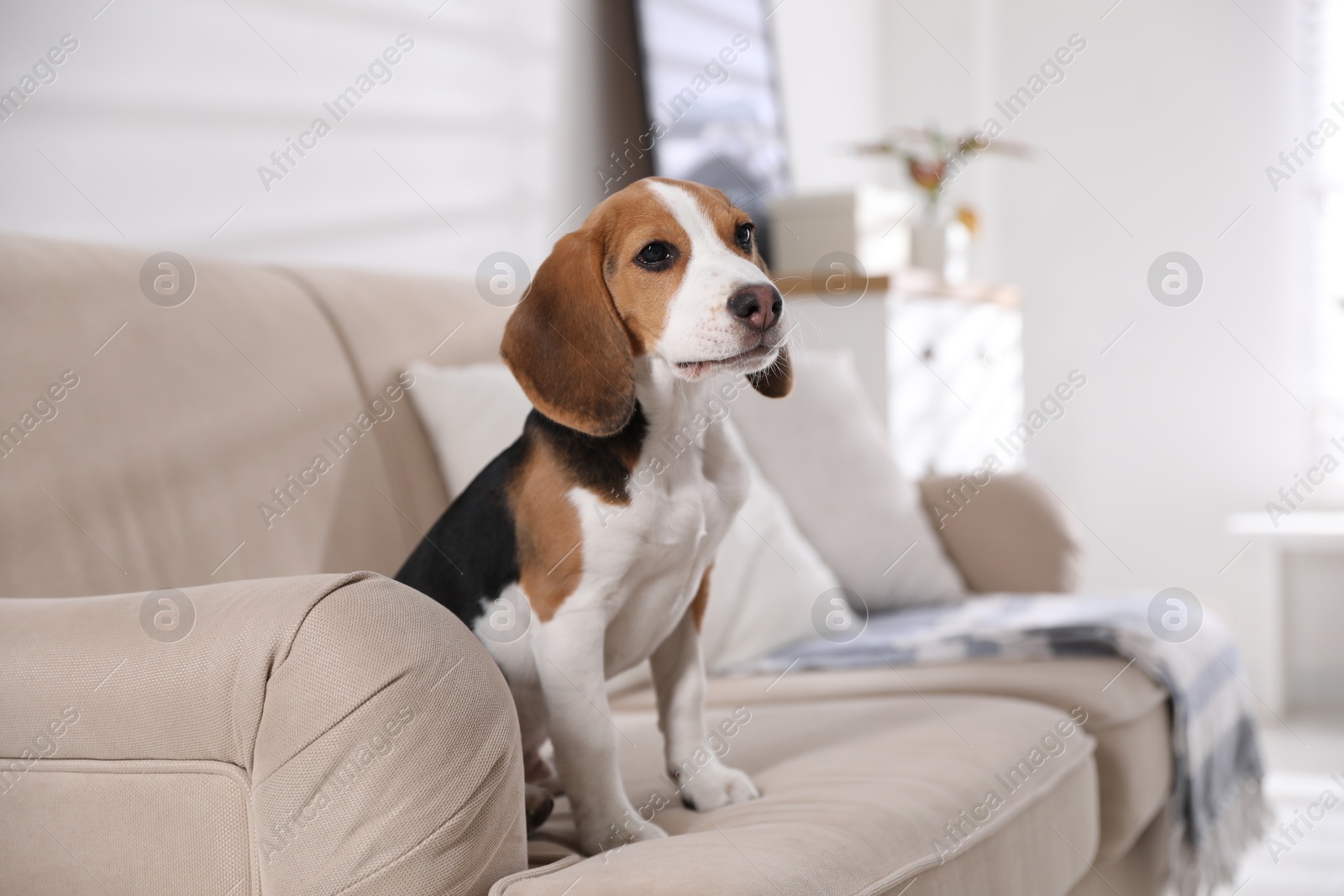 Photo of Cute Beagle puppy on sofa indoors. Adorable pet