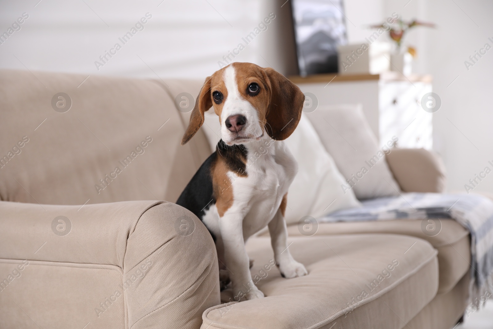 Photo of Cute Beagle puppy on sofa indoors. Adorable pet