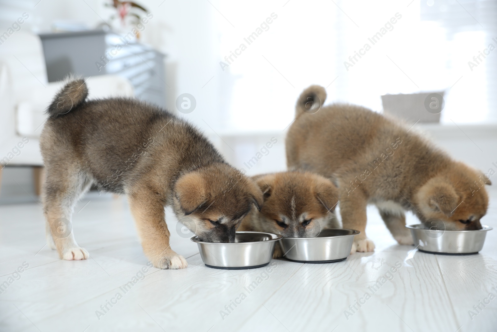 Photo of Adorable Akita Inu puppies eating from feeding bowls indoors