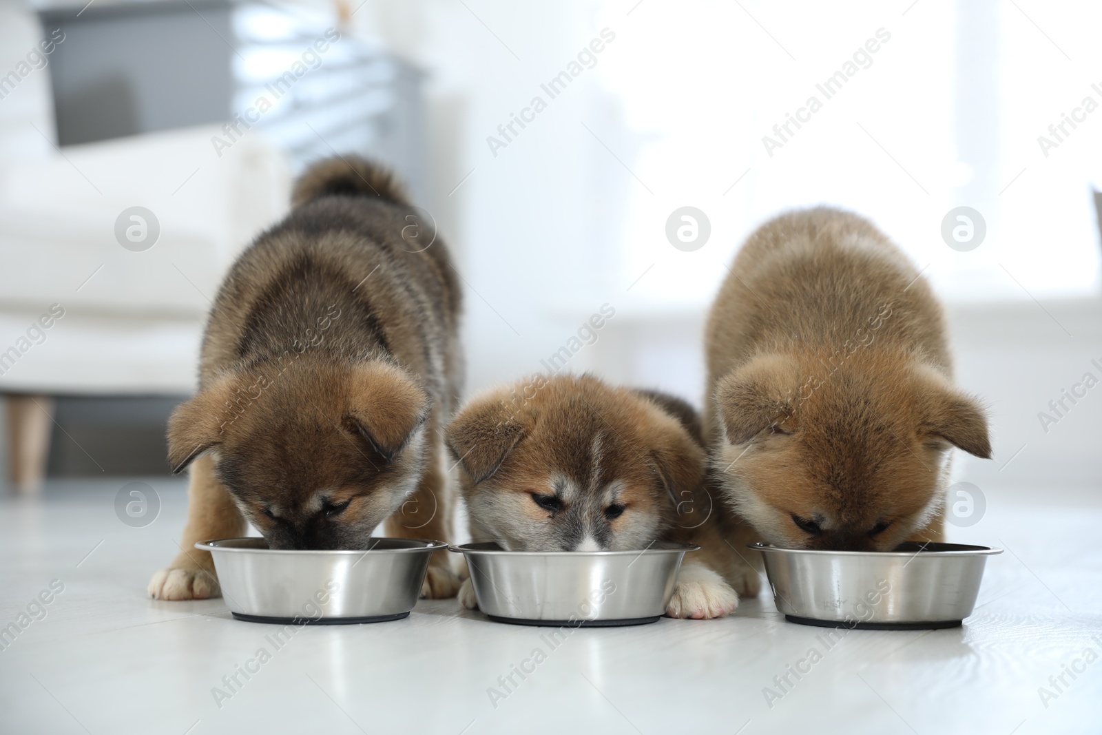 Photo of Adorable Akita Inu puppies eating from feeding bowls indoors