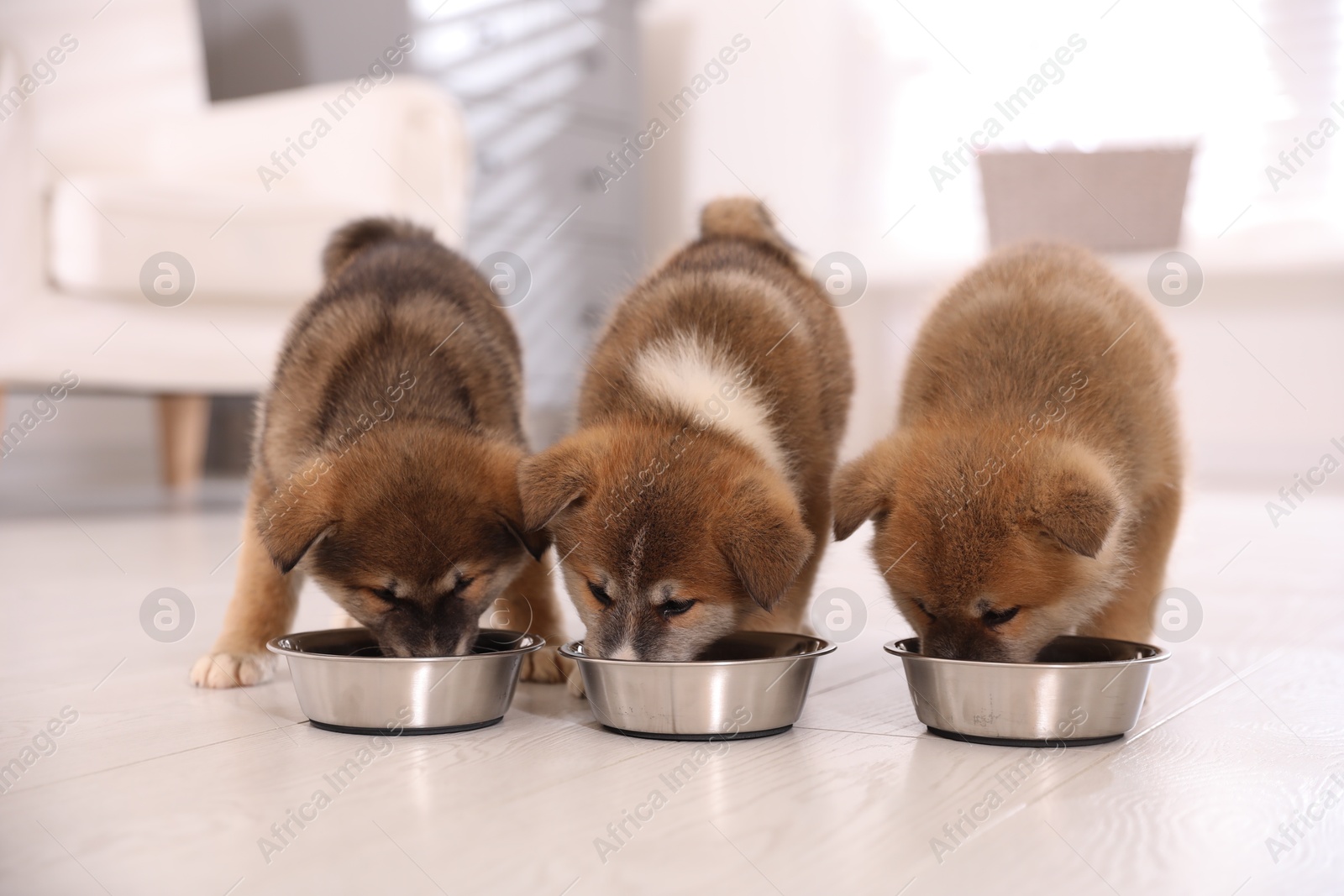 Photo of Adorable Akita Inu puppies eating from feeding bowls indoors