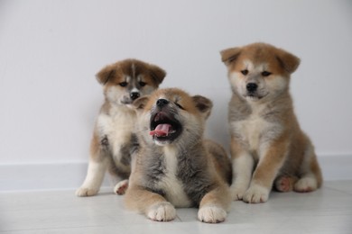 Photo of Adorable Akita Inu puppies on floor near light wall
