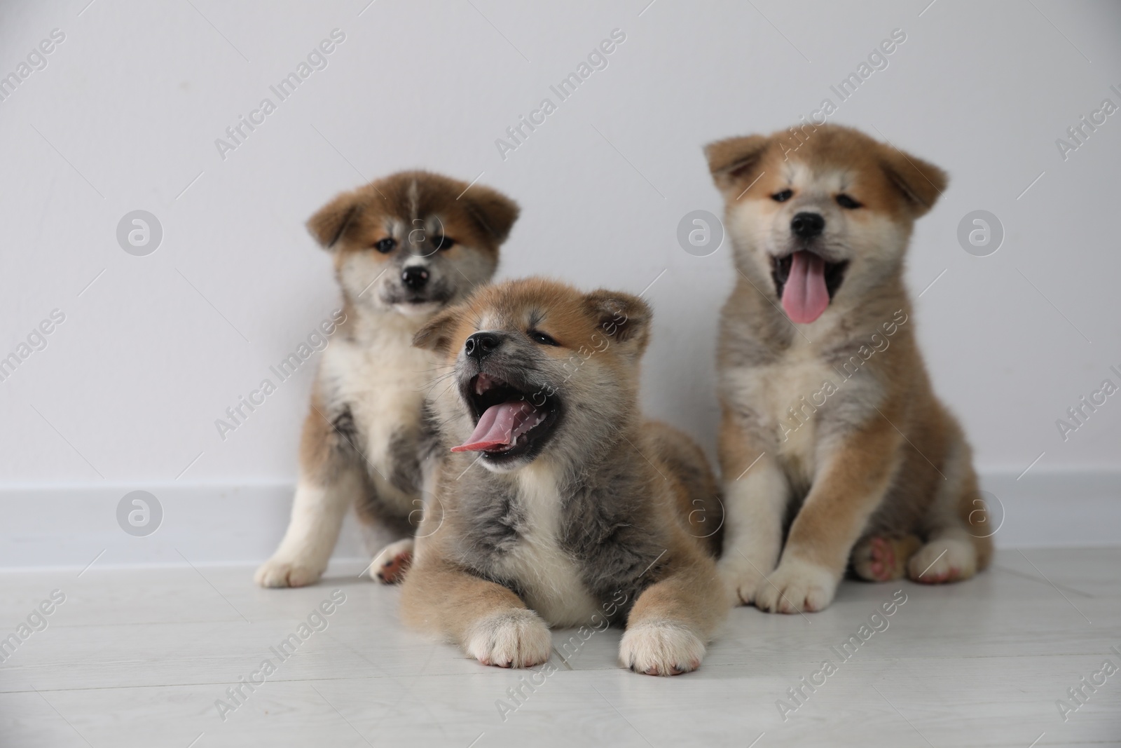 Photo of Adorable Akita Inu puppies on floor near light wall