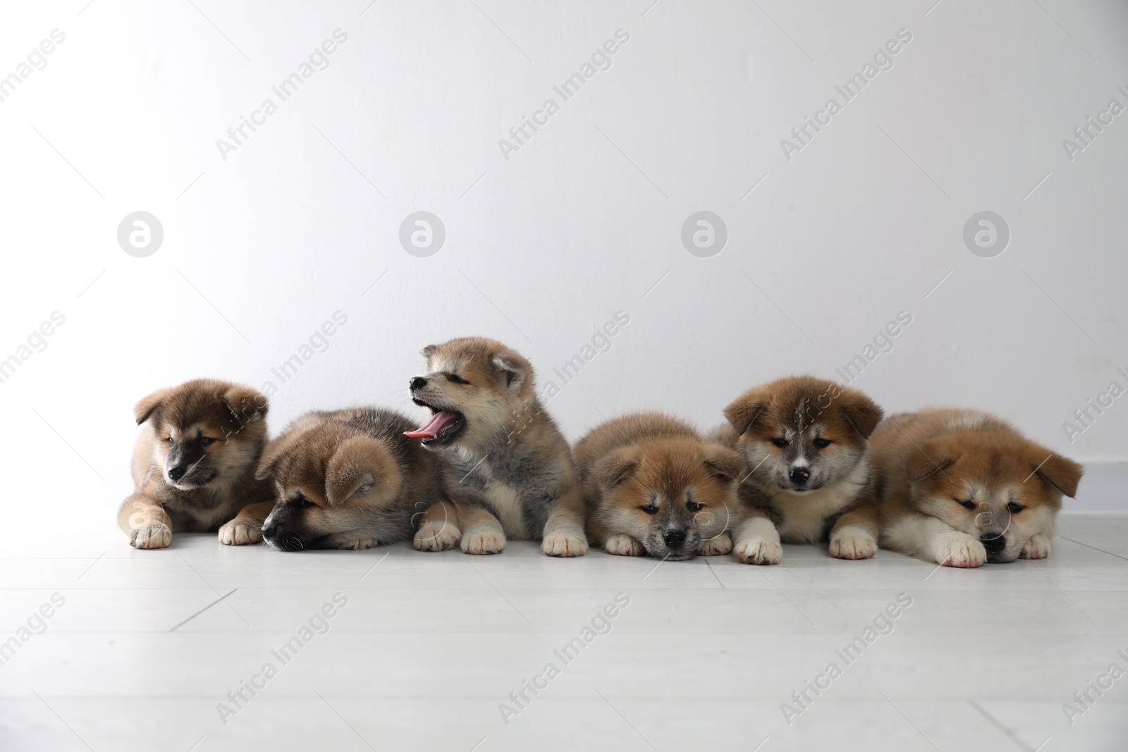 Photo of Adorable Akita Inu puppies on floor near light wall. Space for text