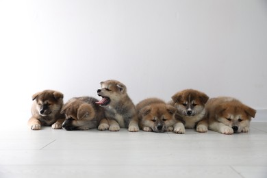 Adorable Akita Inu puppies on floor near light wall. Space for text