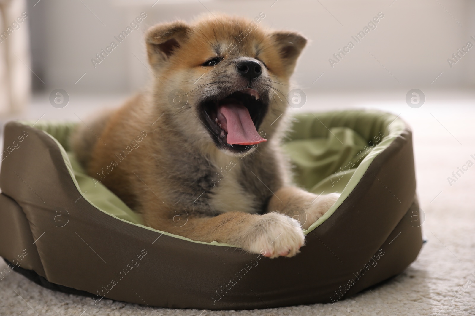 Photo of Adorable Akita Inu puppy in dog bed indoors