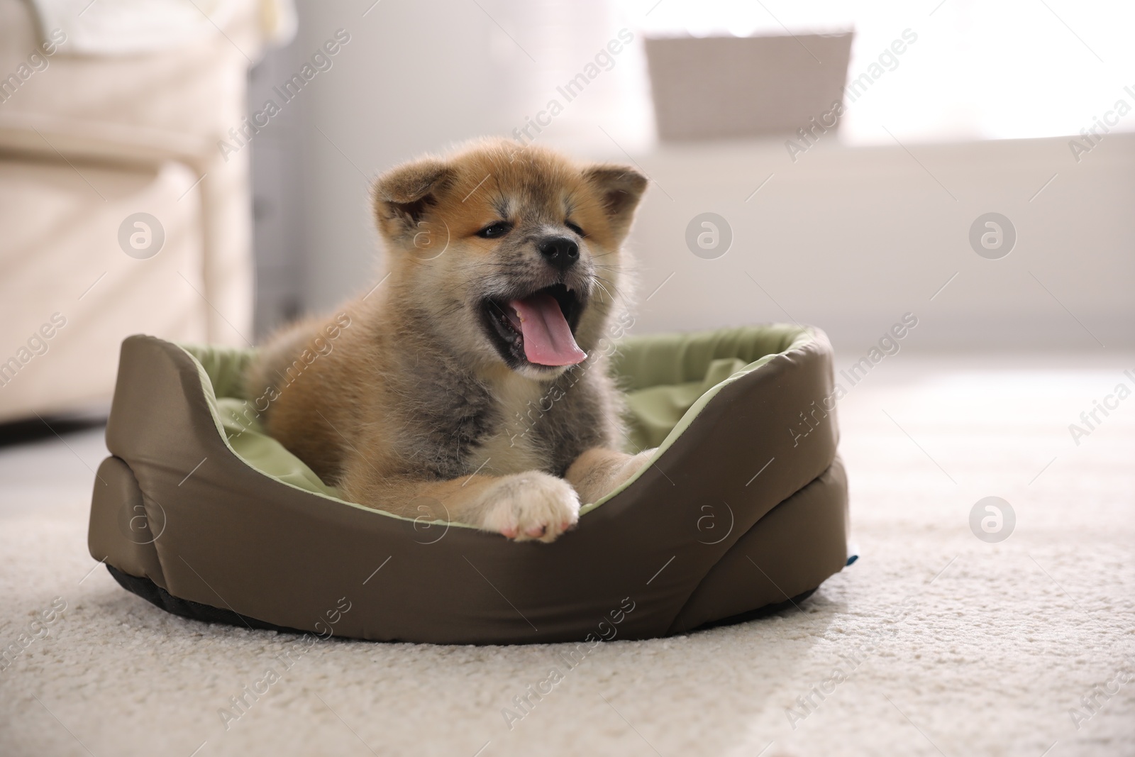 Photo of Adorable Akita Inu puppy in dog bed indoors