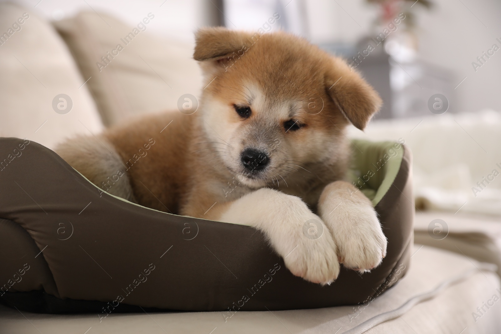 Photo of Adorable Akita Inu puppy in dog bed indoors