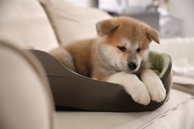 Photo of Adorable Akita Inu puppy in dog bed indoors