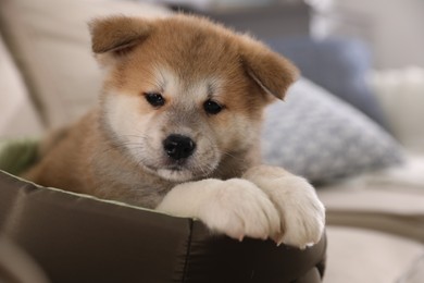 Photo of Adorable Akita Inu puppy in dog bed indoors