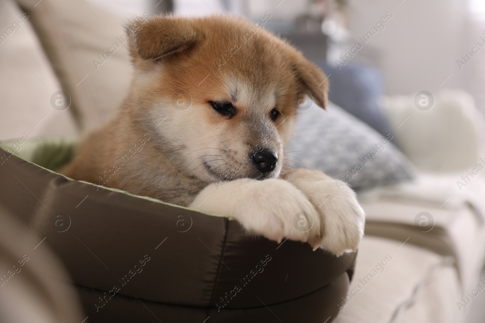 Photo of Adorable Akita Inu puppy in dog bed indoors