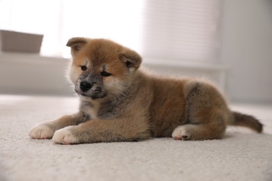 Photo of Adorable Akita Inu puppy on carpet indoors