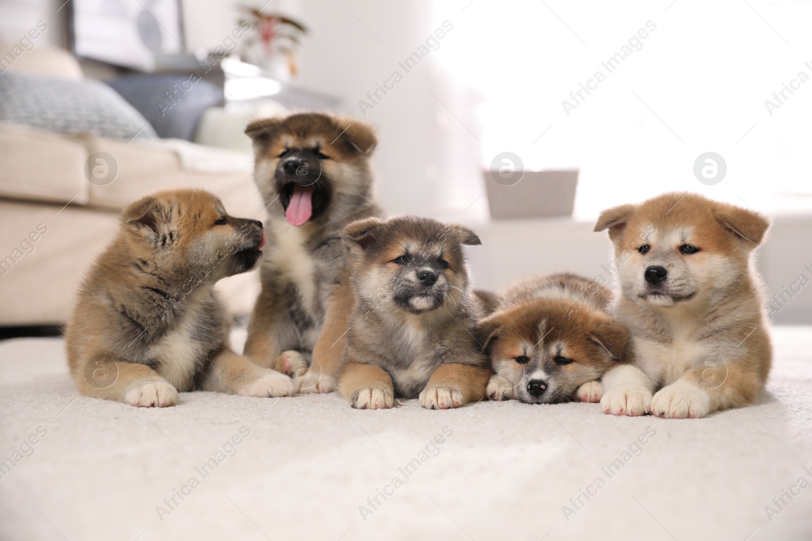 Photo of Adorable Akita Inu puppies on carpet indoors