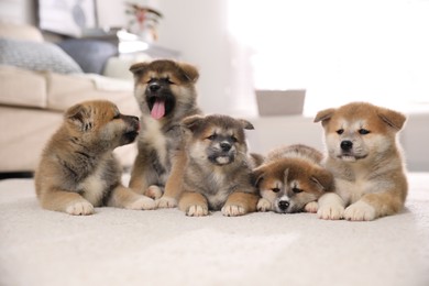 Adorable Akita Inu puppies on carpet indoors