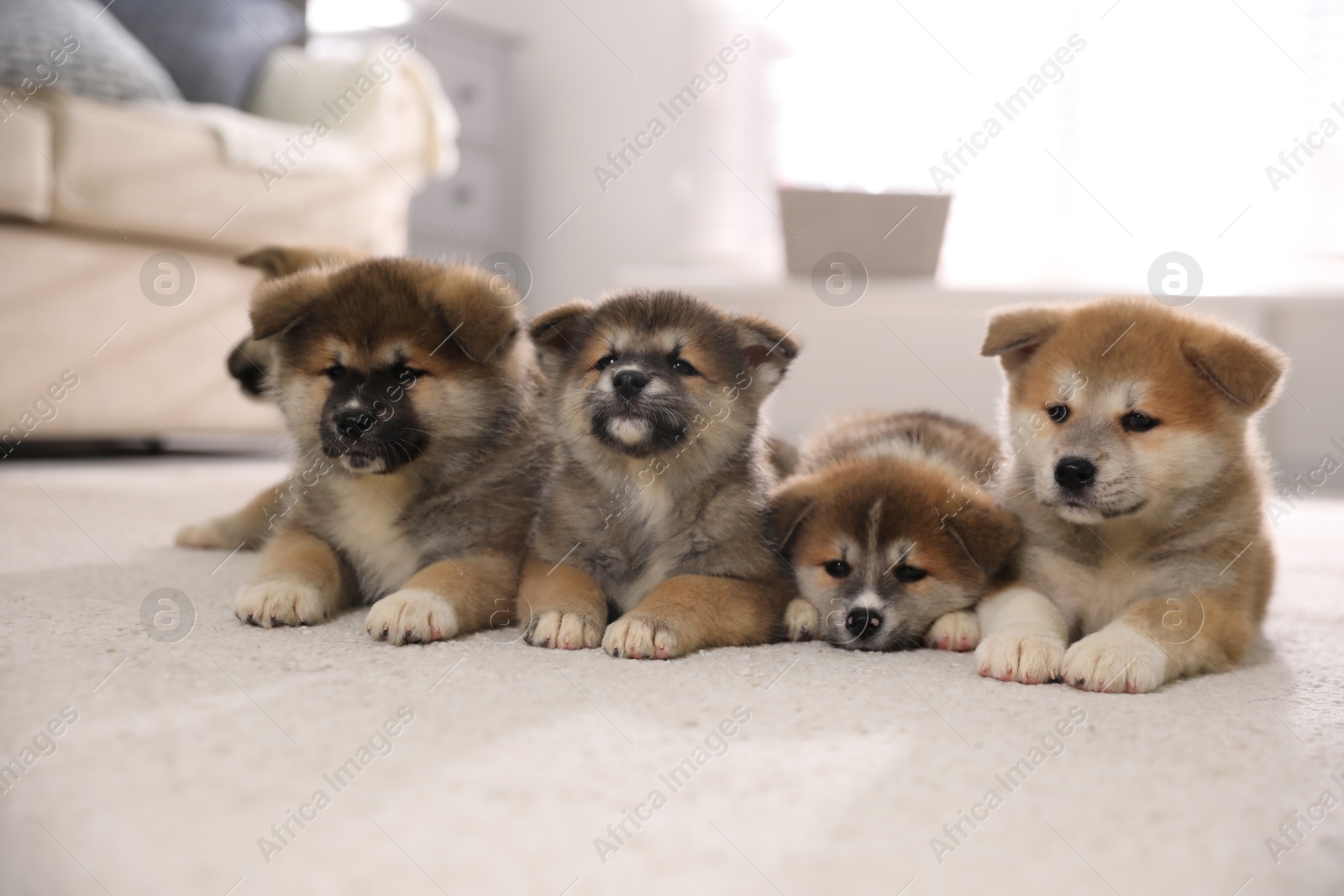 Photo of Adorable Akita Inu puppies on carpet indoors