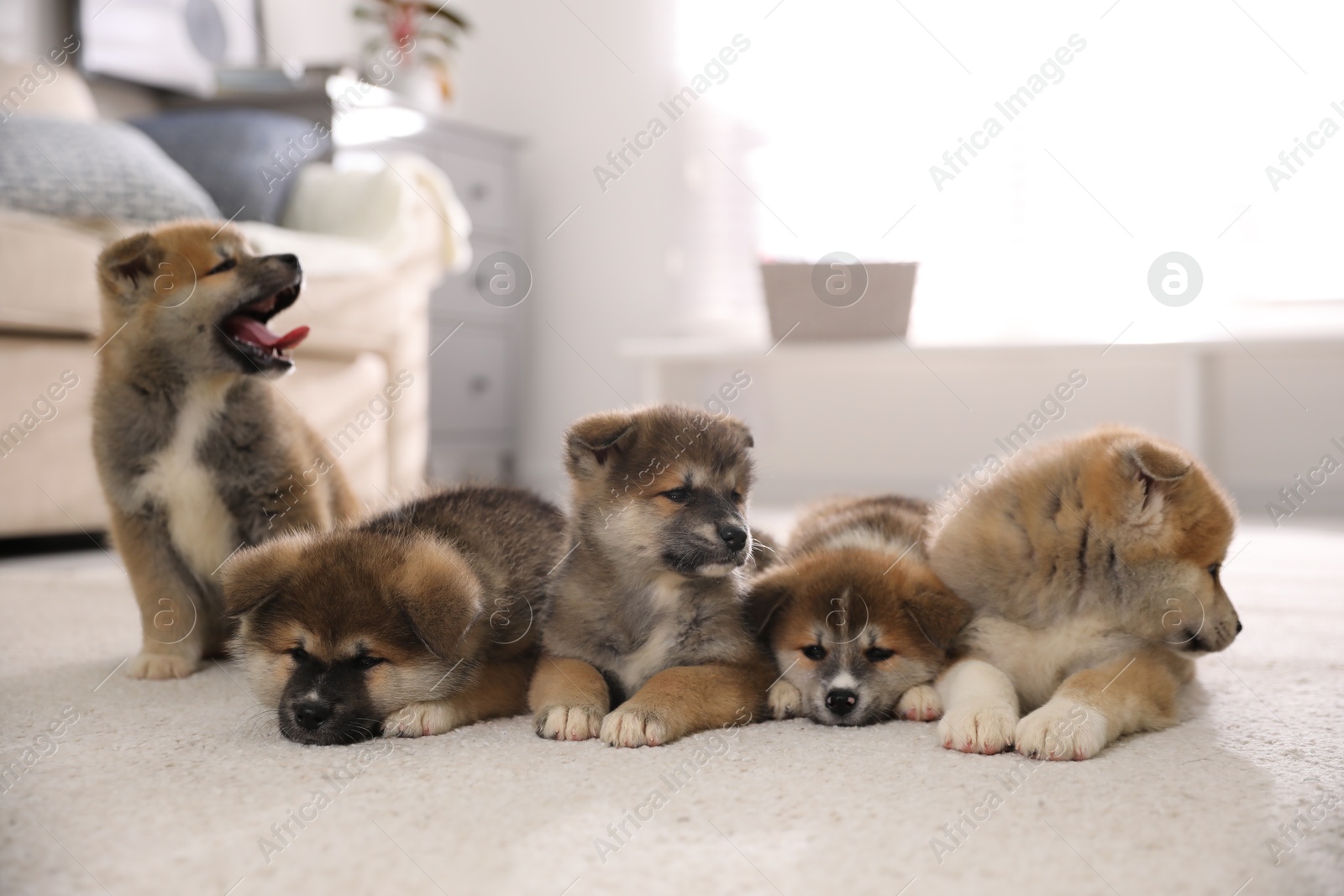 Photo of Adorable Akita Inu puppies on carpet indoors