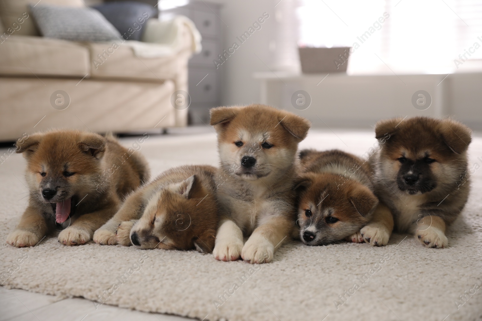 Photo of Adorable Akita Inu puppies on carpet indoors