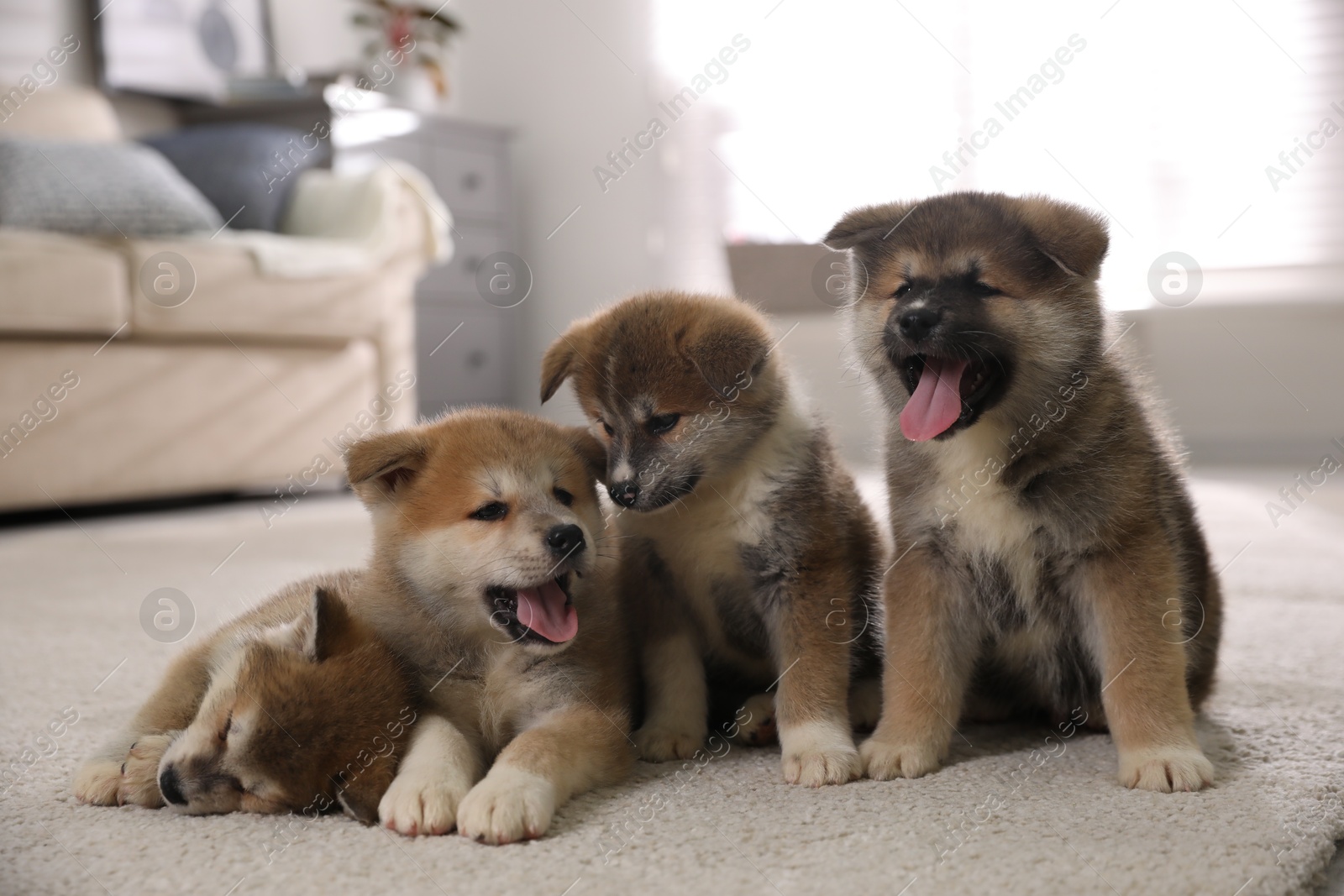 Photo of Adorable Akita Inu puppies on carpet indoors