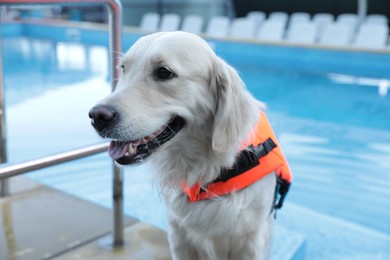 Photo of Dog rescuer in life vest near swimming pool outdoors, closeup