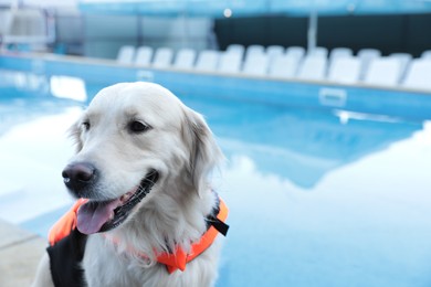 Photo of Dog rescuer in life vest near swimming pool outdoors, closeup