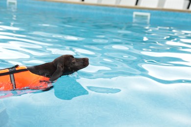 Photo of Dog rescuer wearing life vest swimming in pool outdoors