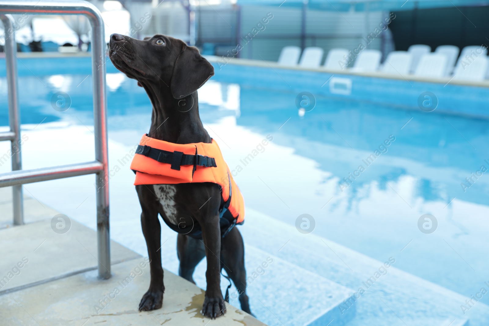 Photo of Dog rescuer in life vest near swimming pool outdoors