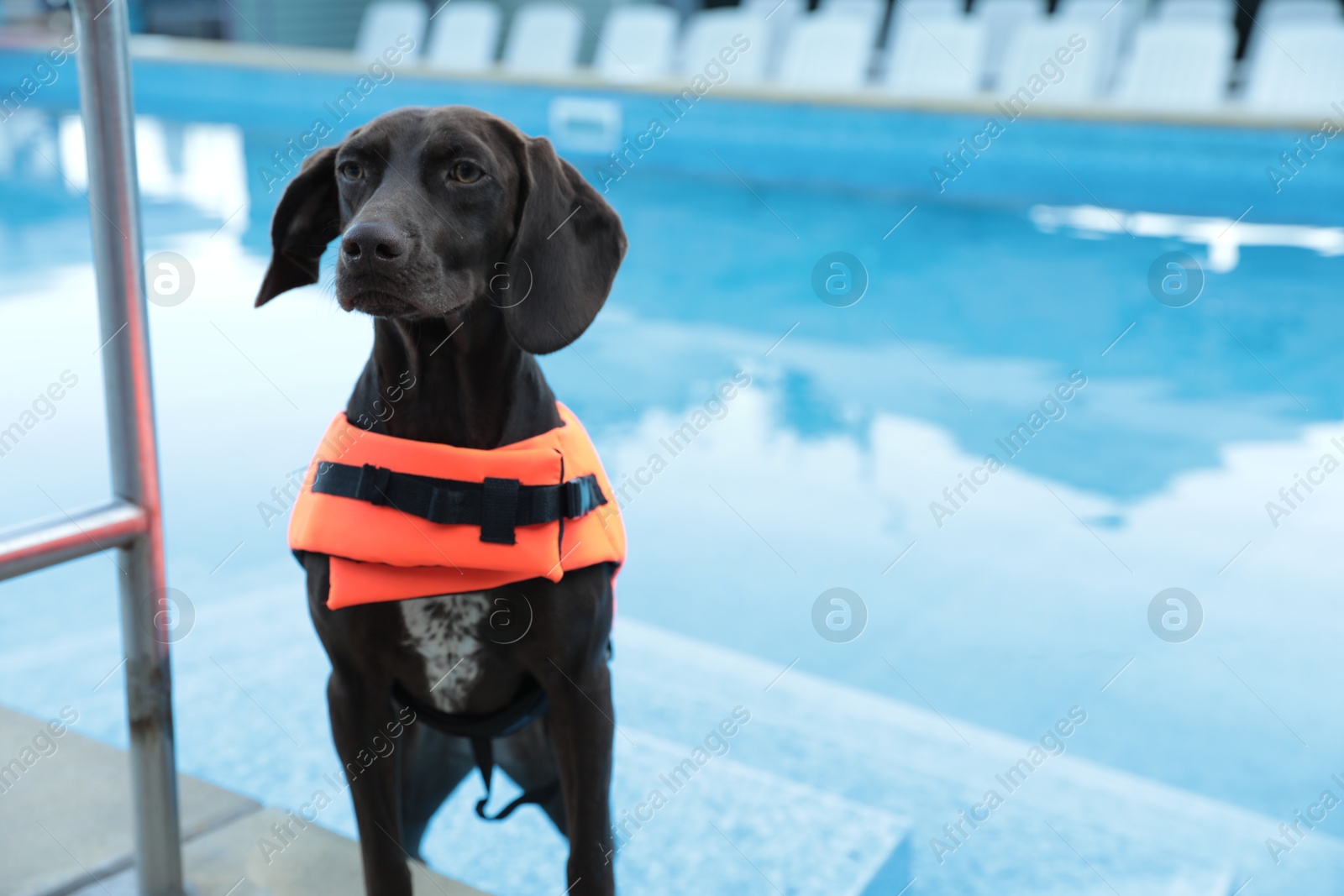 Photo of Dog rescuer in life vest near swimming pool outdoors