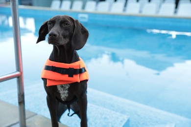 Photo of Dog rescuer in life vest near swimming pool outdoors