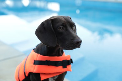 Dog rescuer in life vest near swimming pool outdoors, closeup