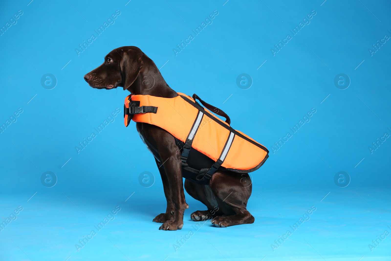 Photo of Dog rescuer in life vest on light blue background