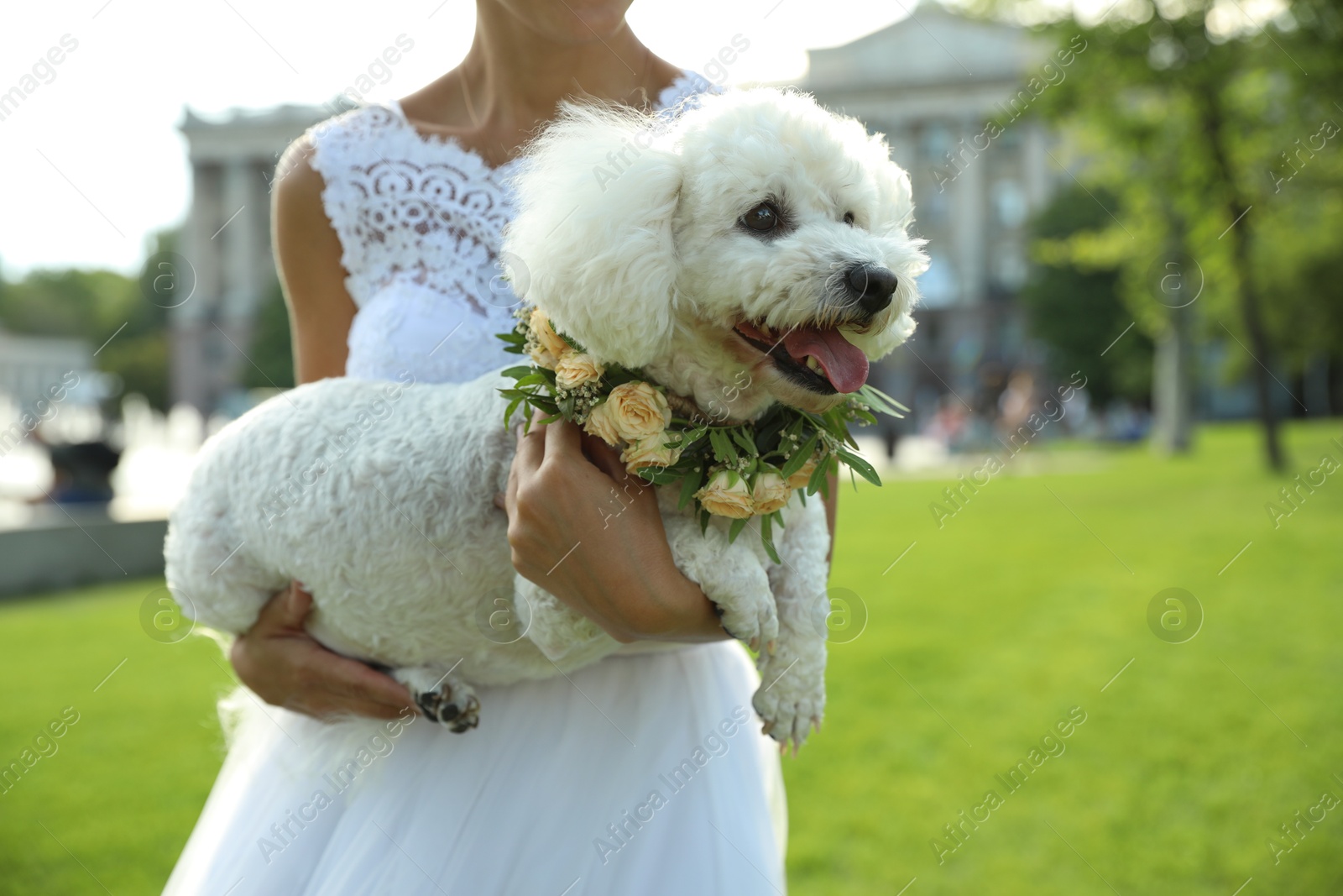 Photo of Bride and adorable Bichon wearing wreath made of beautiful flowers outdoors, closeup