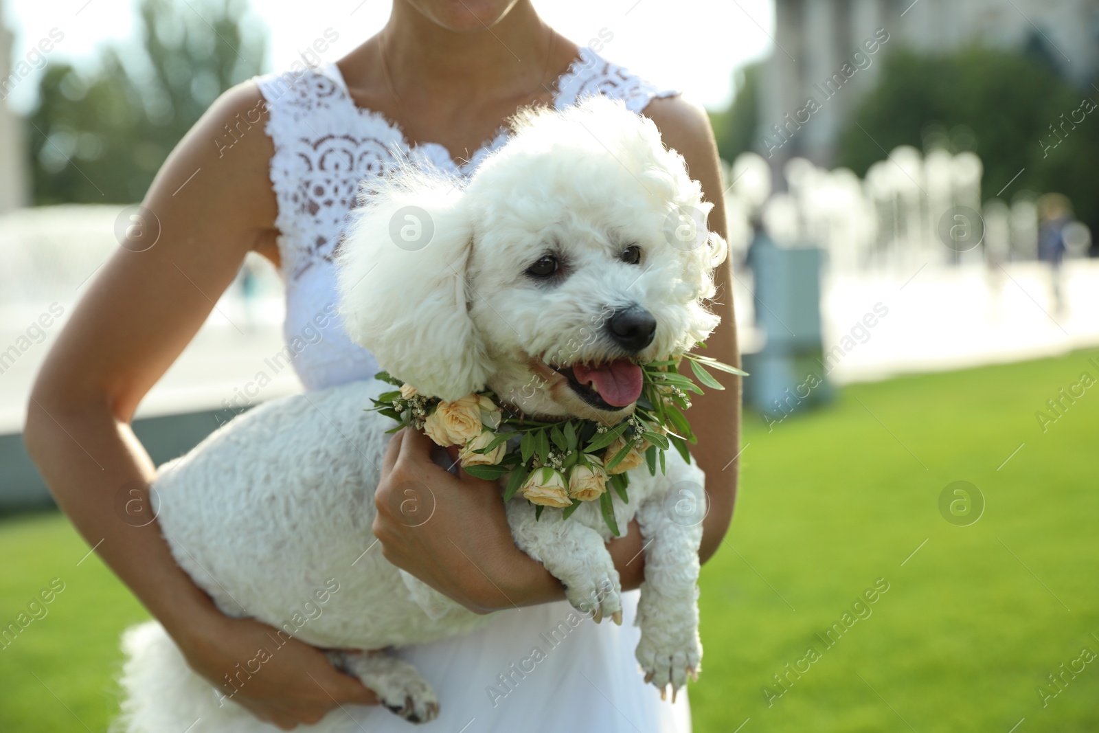 Photo of Bride and adorable Bichon wearing wreath made of beautiful flowers outdoors, closeup