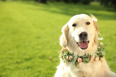 Photo of Adorable Golden Retriever wearing wreath made of beautiful flowers outdoors, space for text